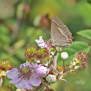 Purple Hairstreak, Quercusia quercus, Alan Prowse